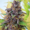 Auto Gelato (Original Sensible seeds)