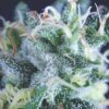 Auto Gelato (Pyramid Seeds)