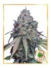 Auto Girl Scout Cookies (Mr. Hide Seeds)