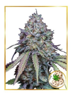 Auto Girl Scout Cookies (Mr. Hide Seeds)