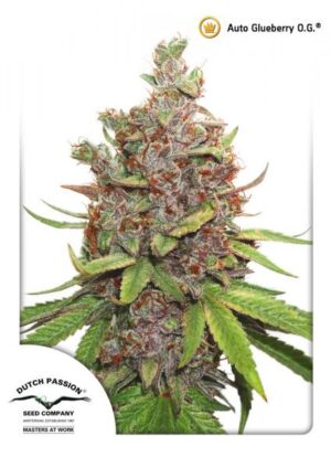 Auto Glueberry O.G.