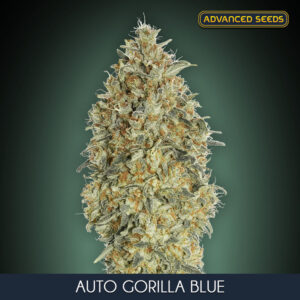Auto Gorilla Blue