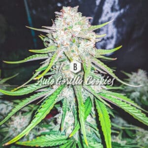 Auto Gorilla Cookies (Big Seedbank)