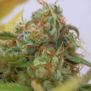 Auto Gorilla Glue #4 (Original Sensible Seeds)