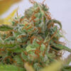 Auto Gorilla Glue #4 (Original Sensible Seeds)