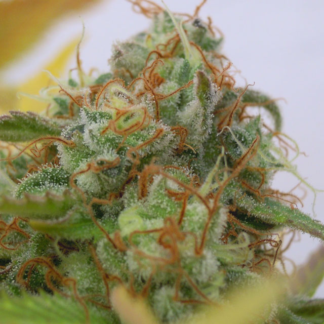 Auto Gorilla Glue #4 (Original Sensible Seeds)