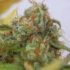 Auto Gorilla Glue #4 (Original Sensible Seeds)