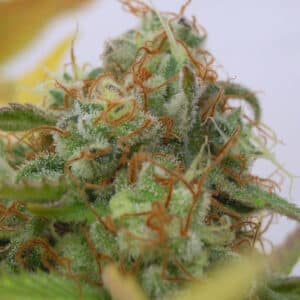 Auto Gorilla Glue #4 (Original Sensible Seeds)