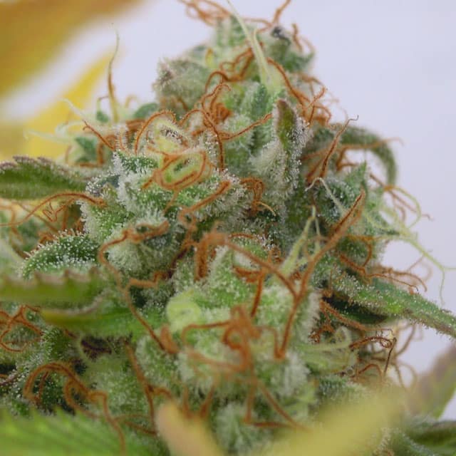 Auto Gorilla Glue #4 (Original Sensible Seeds)