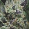 Auto Gorilla (Pyramid Seeds)