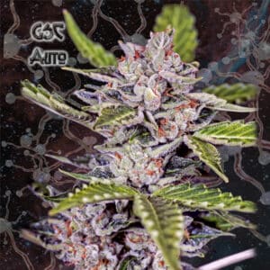 Auto GSC (Nemeseeds)