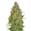 Auto Harlequin (0,3/13)