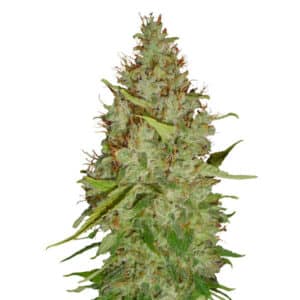 Auto Harlequin (0,3/13)