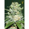 Auto Jack Hammer