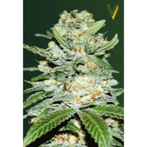 Auto Jack Hammer