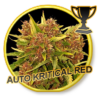Auto Kritical Red