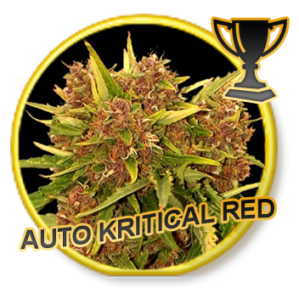 Auto Kritical Red