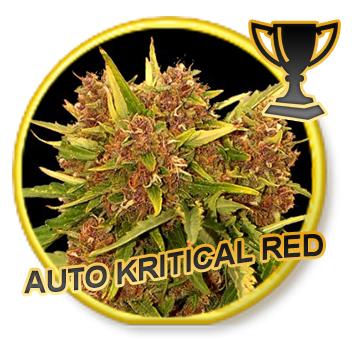 Auto Kritical Red