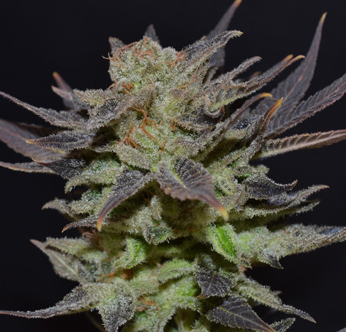 Auto Lavender