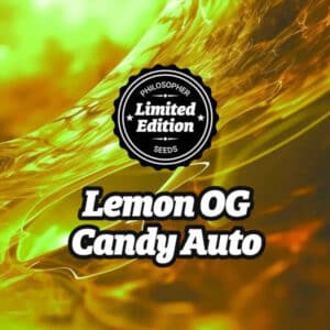 Auto Lemon CBD (Philosopher Seeds)