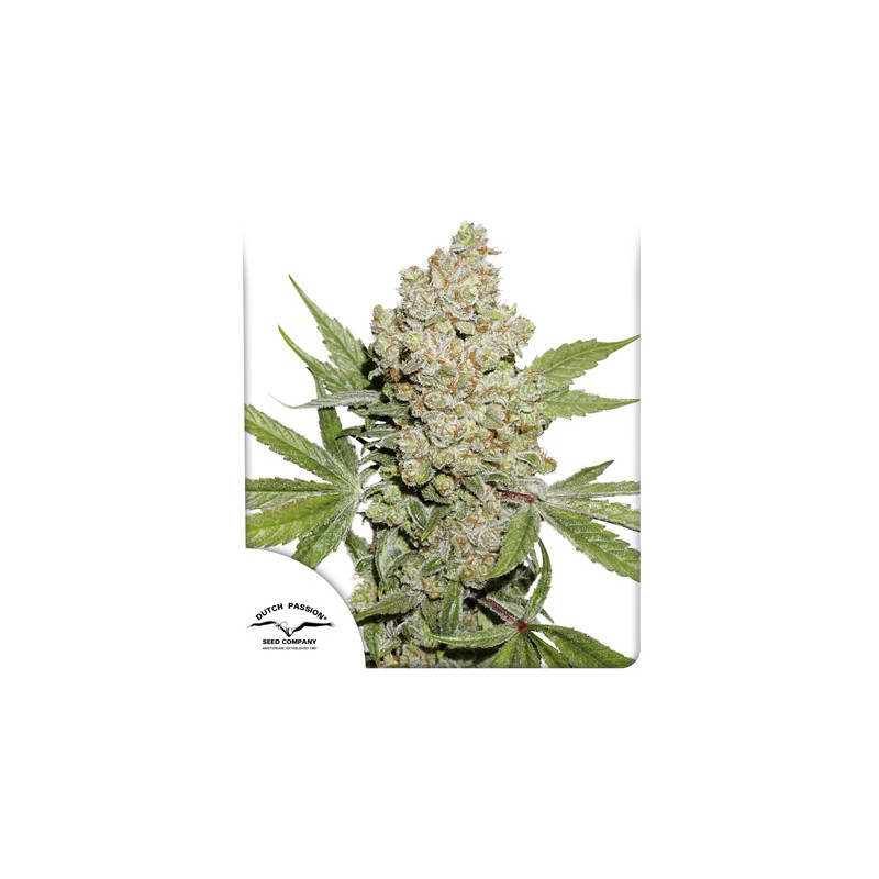 Auto Lemon Kix