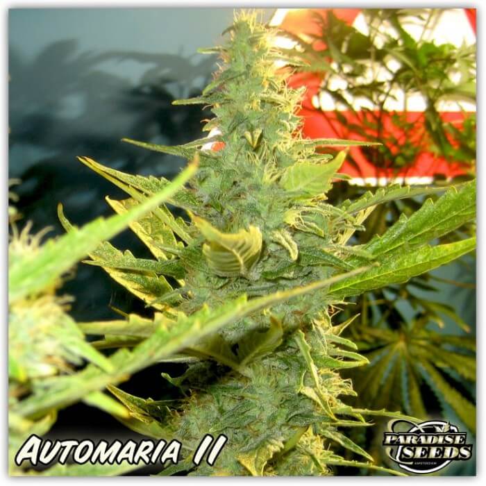 Auto Maria II