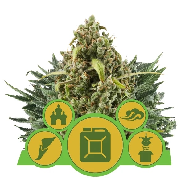 Automatic Mix (Royal Queen Seeds)