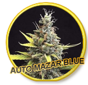 Auto Mazar Blue
