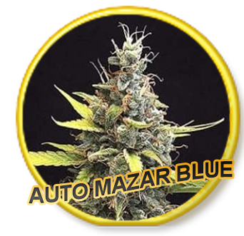 Auto Mazar Blue