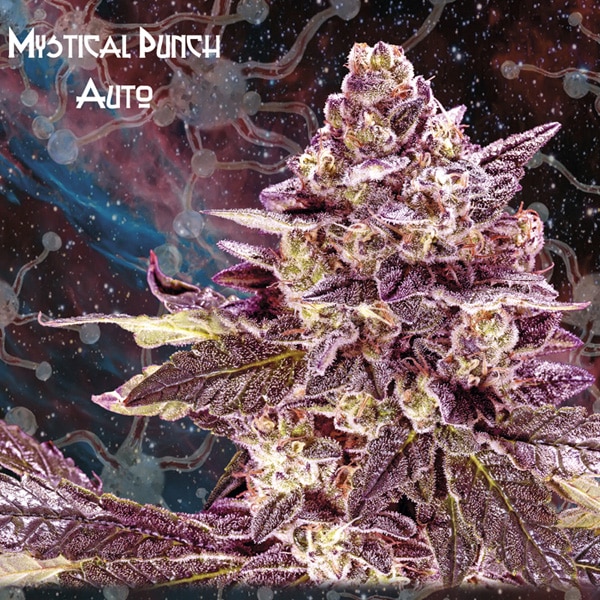 Auto Mystical Punch (Nemeseeds)