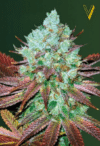 Auto NHL Diesel