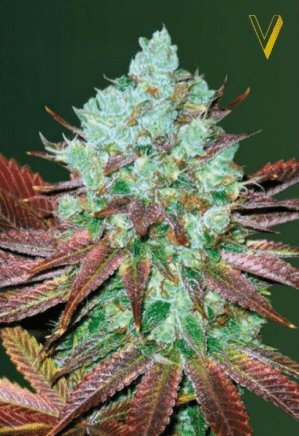 Auto NHL Diesel