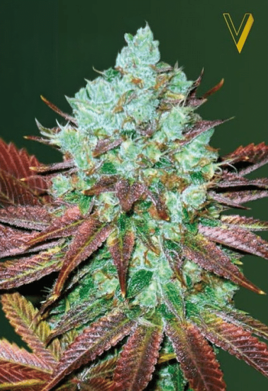 Auto NHL Diesel