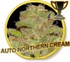 Auto Northern Cream