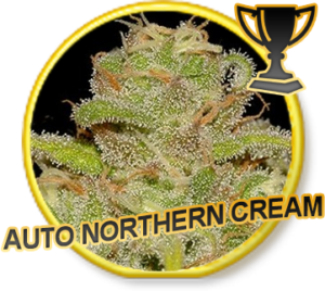 Auto Northern Cream