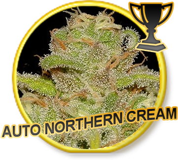 Auto Northern Cream