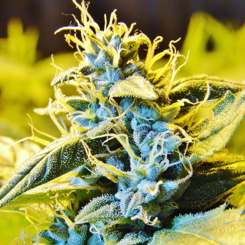 Auto Northern Hog