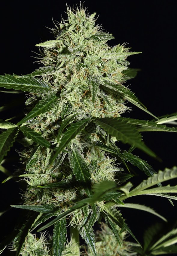 Auto Northern Lights (Female Seeds)