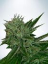 Auto Northern Lights (Ministry of Cannabis)