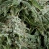 Auto Northern Lights (Pyramid Seeds)
