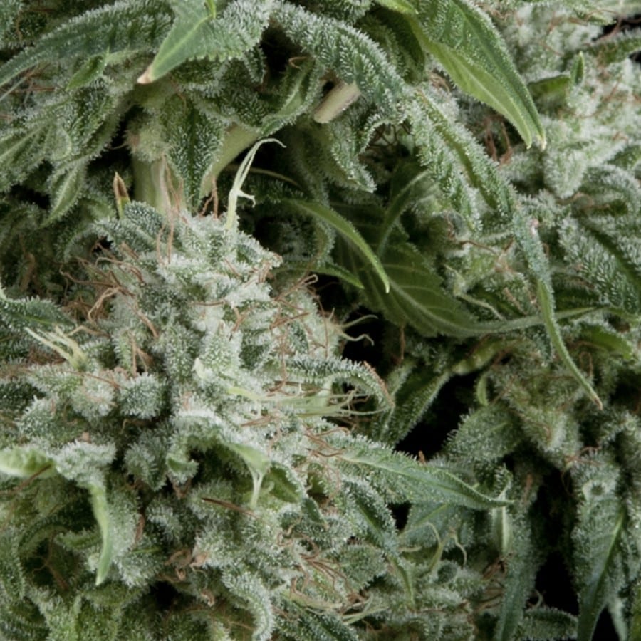 Auto Northern Lights (Pyramid Seeds)