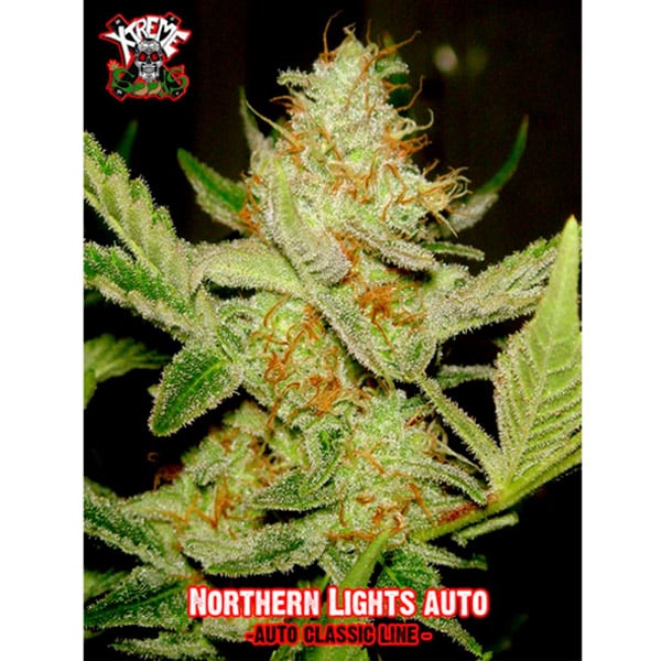 Auto Northern Lights (Xtreme Seeds)