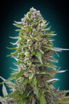 Auto Northern Lights XXL