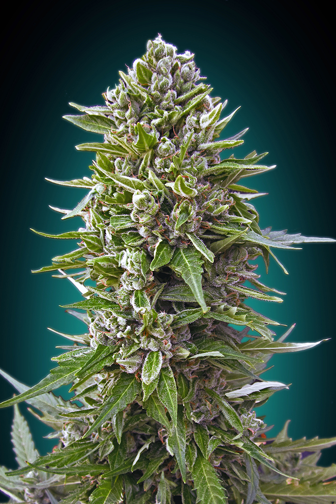 Auto Northern Lights XXL