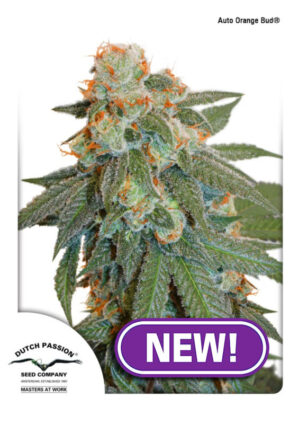Auto Orange Bud