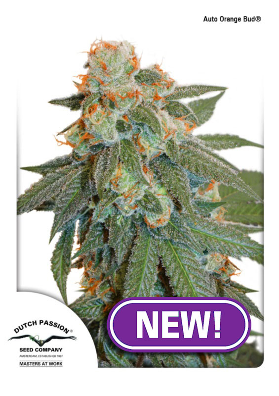 Auto Orange Bud