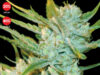 Auto Oxus