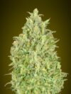 Auto Pineapple Glue