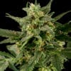 Auto Pineapple Gum
