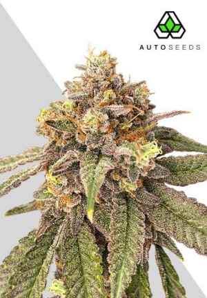 Auto Pink Runtz (Auto Seeds)